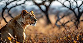 探尋歷(li)史足迹-南(nan)非(fei)埃及(ji)全景13日(ri)